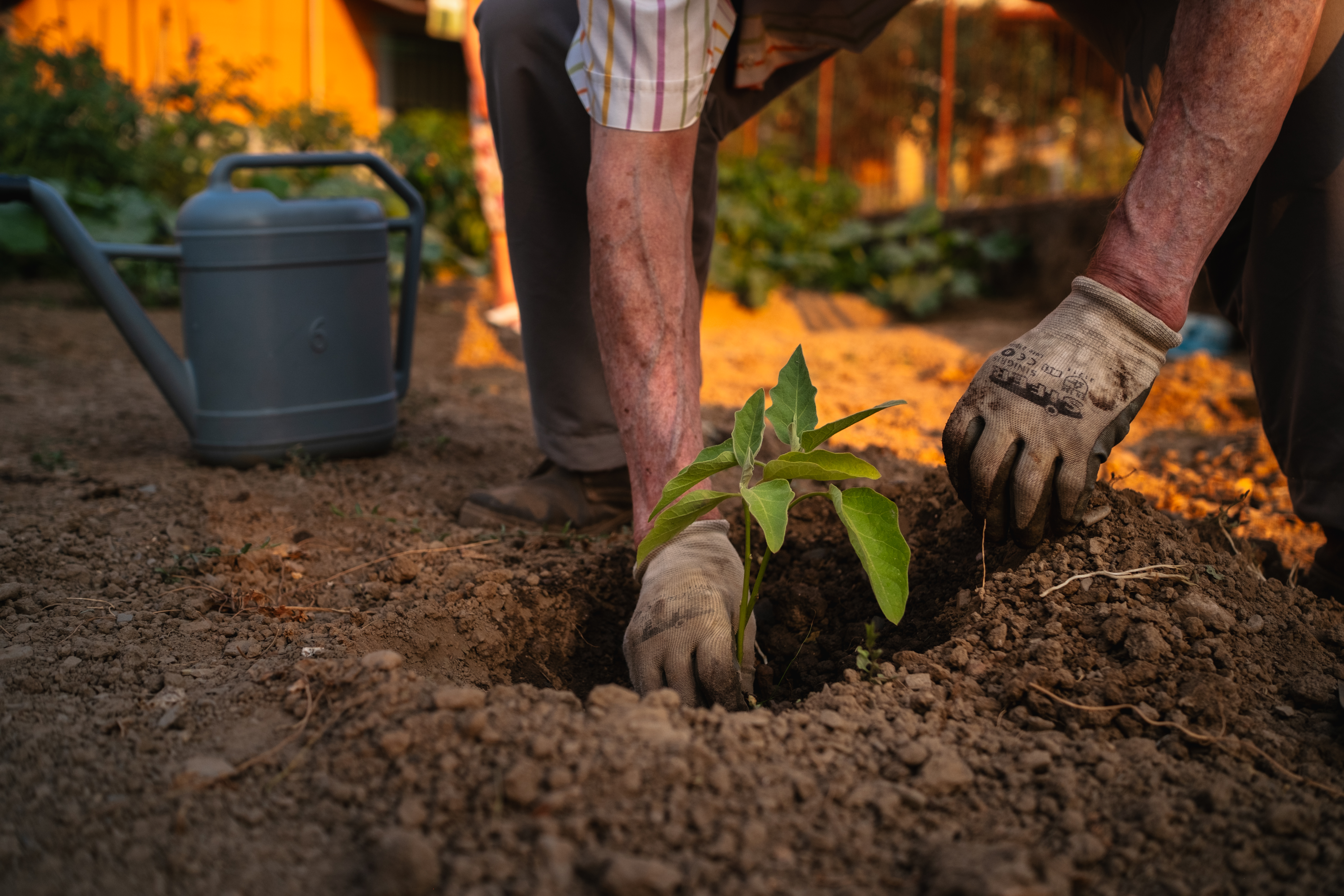 New seedlings emerging from rich soil — an ecosystem of growing competitors