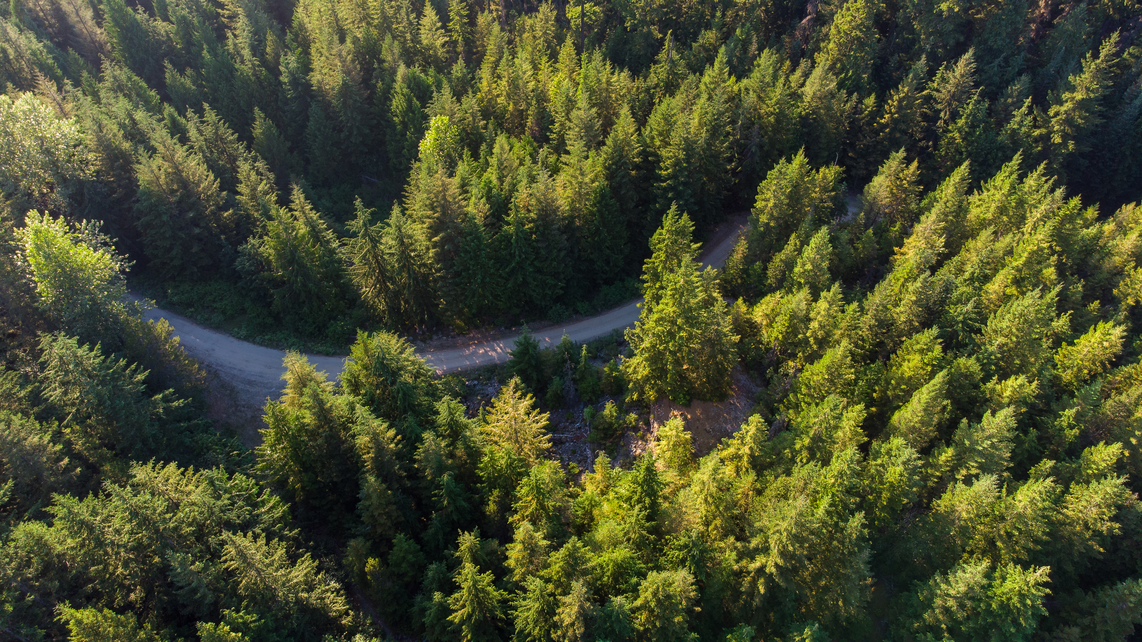 Two paths diverging through a forest — the split between SEO and GEO strategies